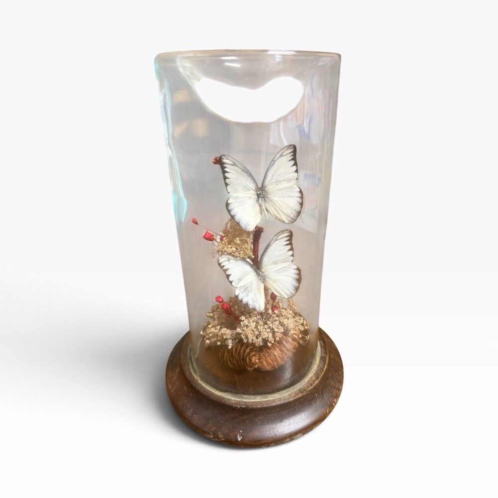 Vintage Butterfly Taxidermy Glass Jar Display Curiosities Oddities Decor